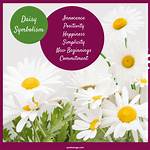 What Do Daisies Represent
