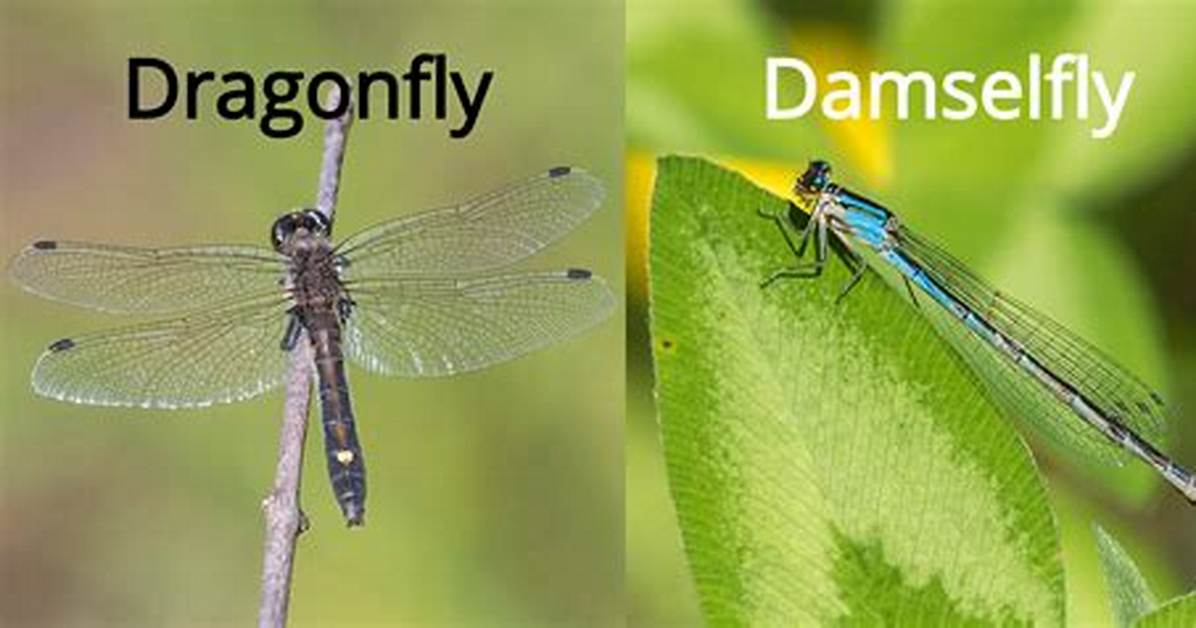 What Do Damselflies Do? | Contextresponse. Com
