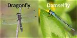 What Do Damselflies Do? | Contextresponse. Com