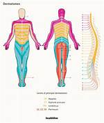 What Do Dermatomes Show
