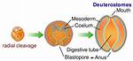 What Do Deuterostomes Include?
