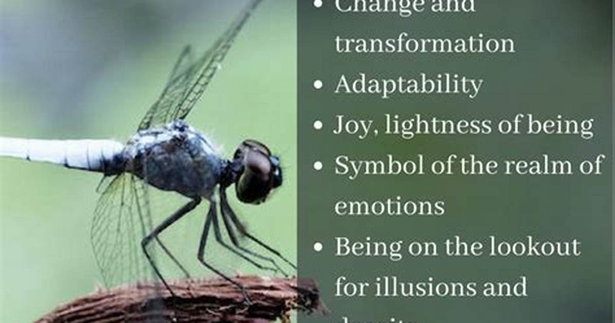 What Do Dragonflies Represent