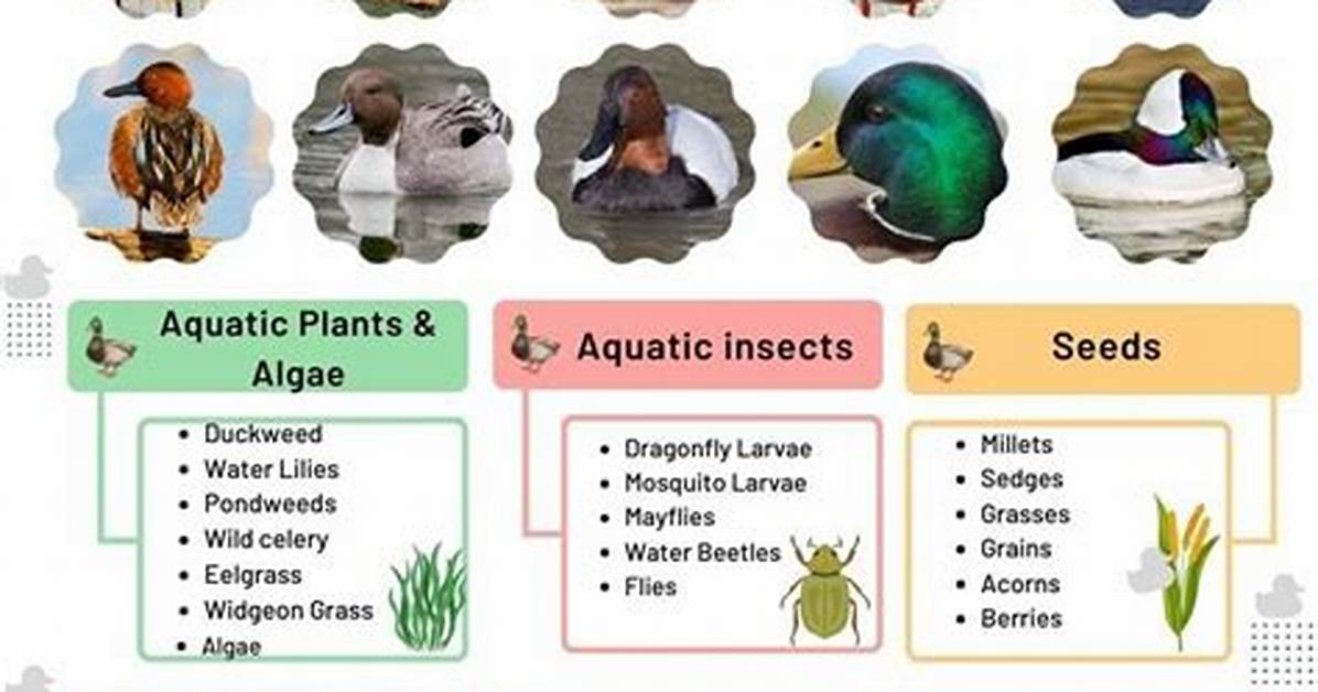 What Do Ducks Like?