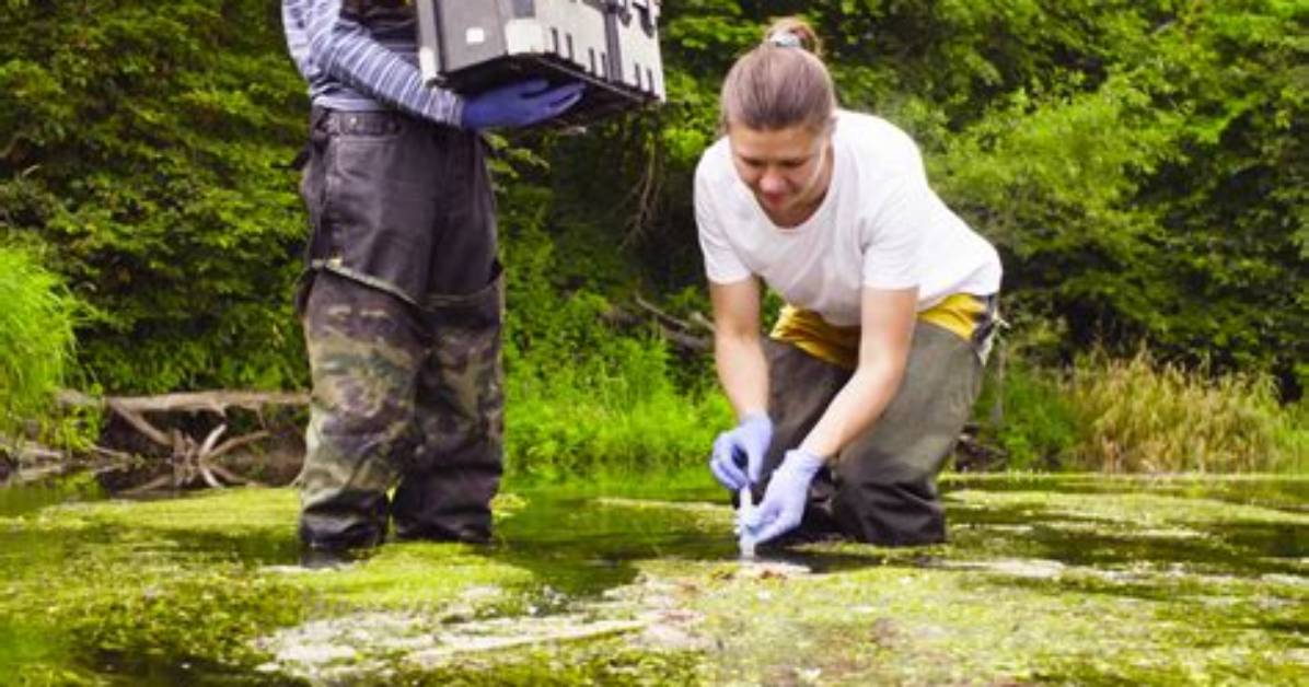 What Do Ecologist Study?