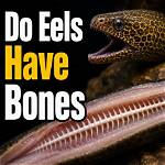 What Do Eels Do to Humans?