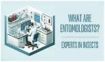 What Do Entomologists Study?