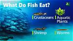 What Do Fall Fish Eat?