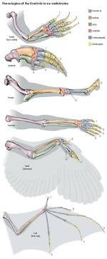 What Do Forelimbs Do?