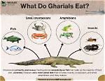 What Do Gharials Feed on?