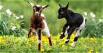 What Do Goats Do for Fun