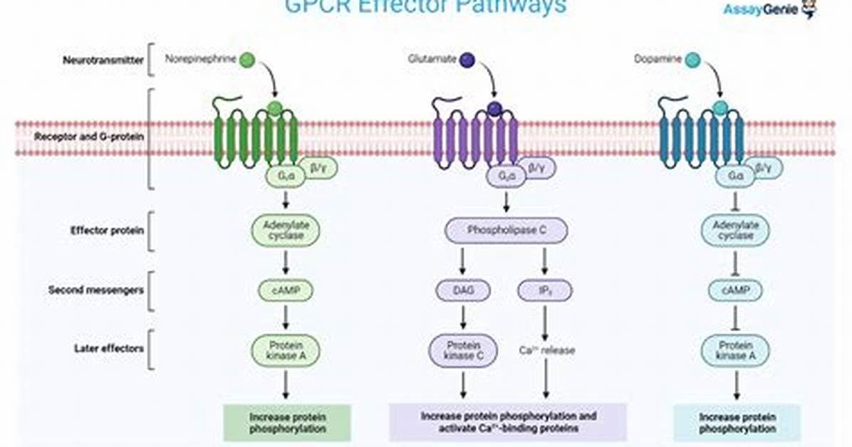 What Do Gpcrs Do?