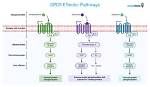 What Do Gpcrs Do?