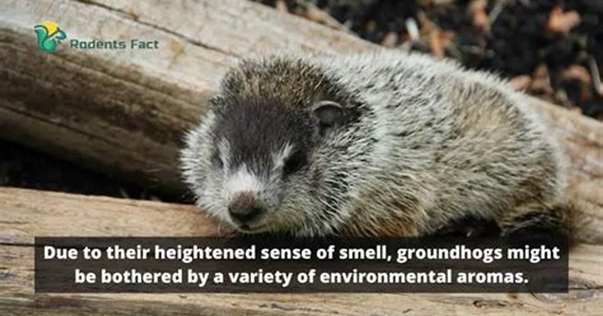 What Do Groundhogs Hate