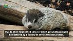 What Do Groundhogs Hate