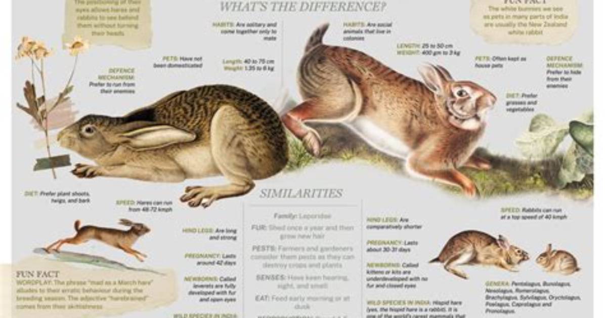 What Do Hares Do?