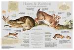 What Do Hares Do?