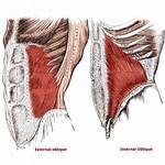 What Do Internal and External Obliques Do