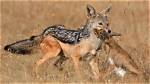 What Do Jackals Eat