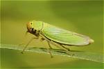 What Do Leafhoppers Do