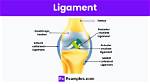 What Do Ligaments Do?