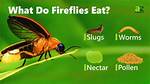 What Do Lightning Bugs Eat?