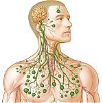 What Do Lymph Nodes Do?
