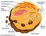 What Do Lysosomes Do