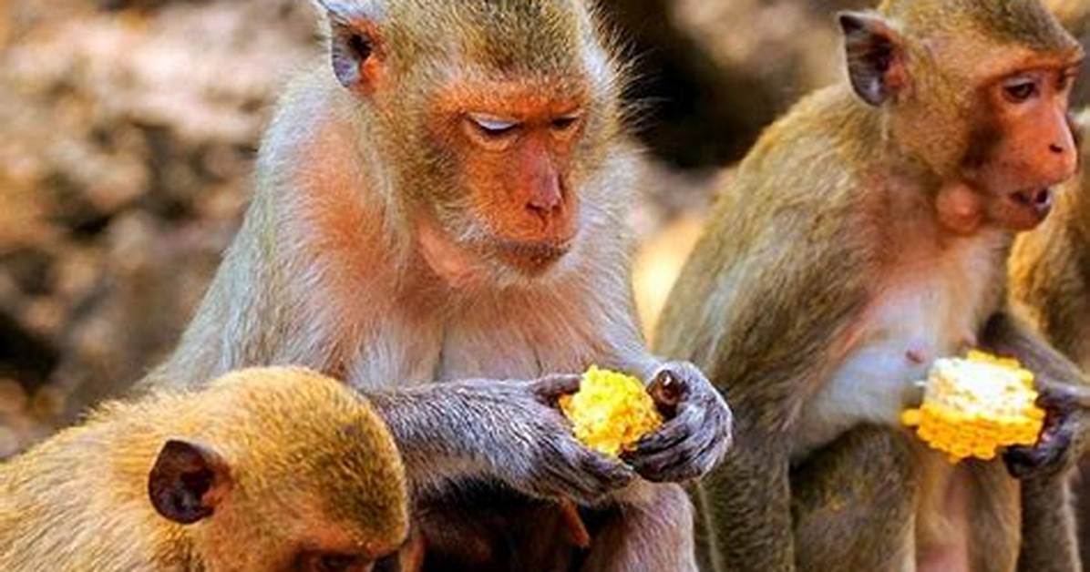 What Do Macaques Eat?