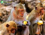 What Do Macaques Eat?