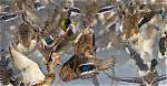What Do Mallards Symbolize?