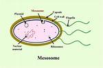 What Do Mesosomes Do?