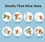 What Do Mice Hate