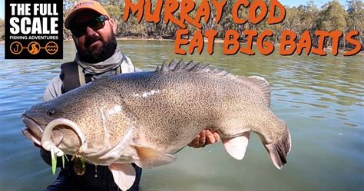 What Do Murray Cod Eat?