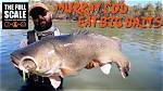 What Do Murray Cod Eat?