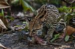 What Do Ocelots Eat