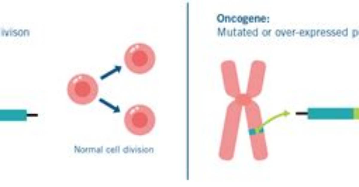 What Do Oncogenes Regulate