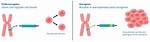 What Do Oncogenes Regulate