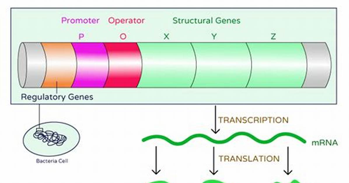 What Do Operons Do?