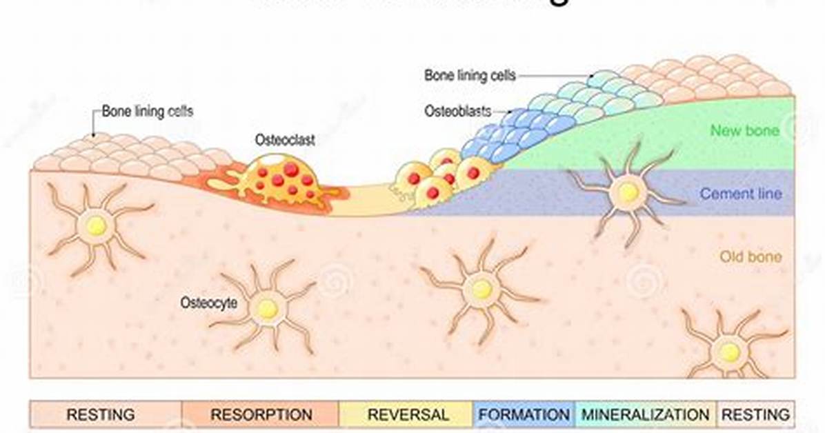 What Do Osteoblasts Do