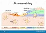What Do Osteoblasts Do
