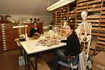 What Do Osteologists Study?