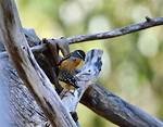 What Do Pardalotes Eat?