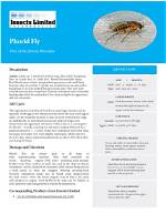 What Do Phorid Flies Hate?