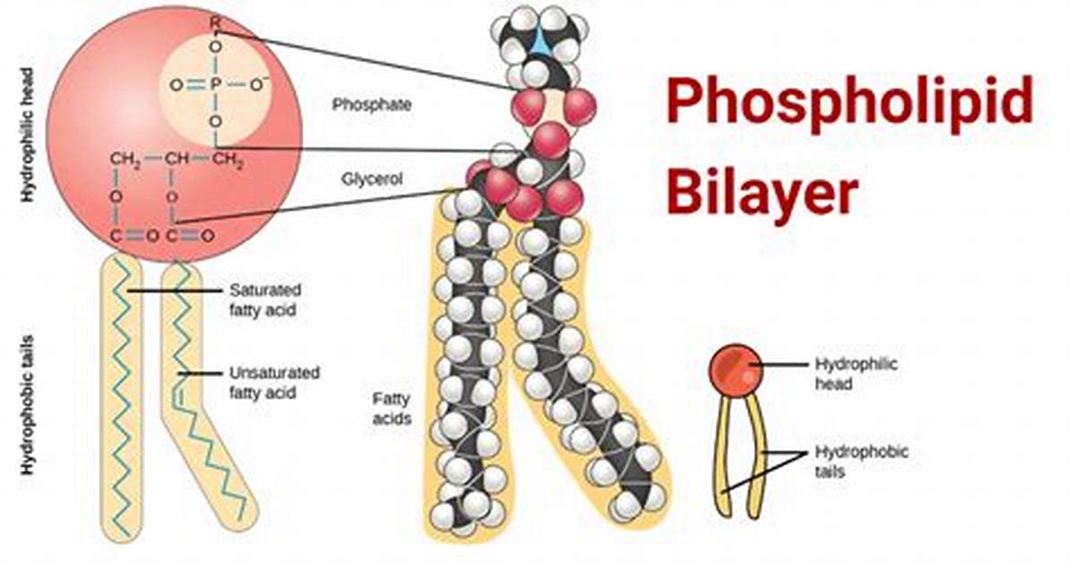 What Do Phospholipids Do