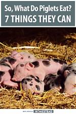 What Do Piglets Eat?