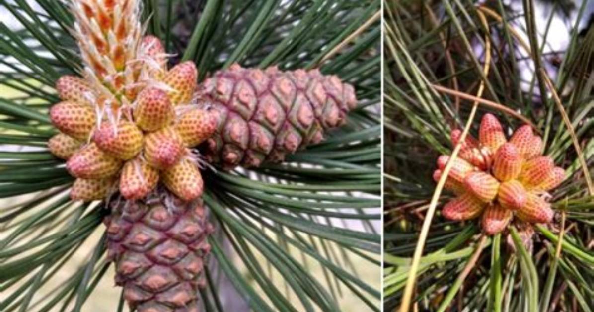 What Do Pine Trees Secrete