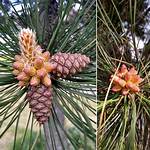 What Do Pine Trees Secrete