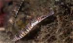 What Do Pipefish Eat?