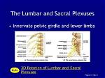 What Do Plexuses Contain?