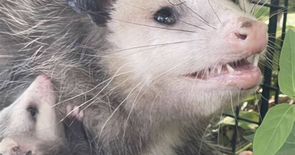 What Do Possums Do?